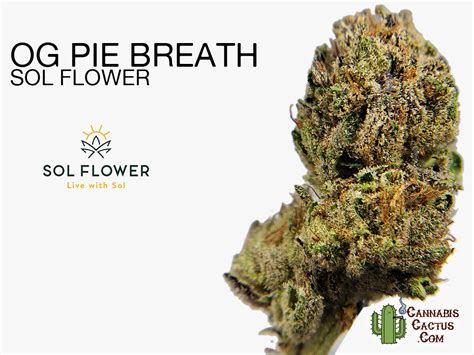 og pie breath strain|OG Pie Breath by Sol Flower